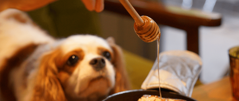 miel pour chien